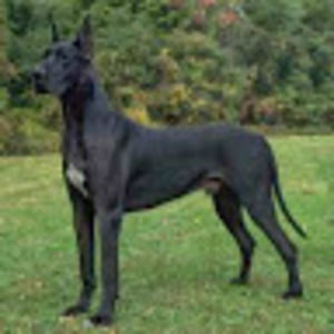 Meet your Posher, Scott